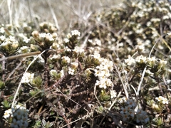 Pimelea oreophila