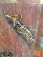 Hemideina crassidens