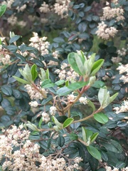 Pomaderris vacciniifolia