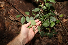 Bridelia leichhardtii