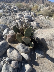 Opuntia basilaris basilaris