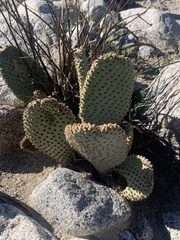 Opuntia basilaris basilaris