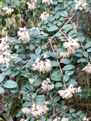Pomaderris vacciniifolia