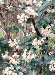 Pomaderris vacciniifolia