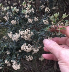 Pomaderris vacciniifolia