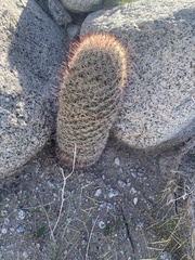 Mammillaria dioica dioica