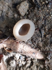 Humaria hemisphaerica