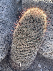 Mammillaria dioica dioica
