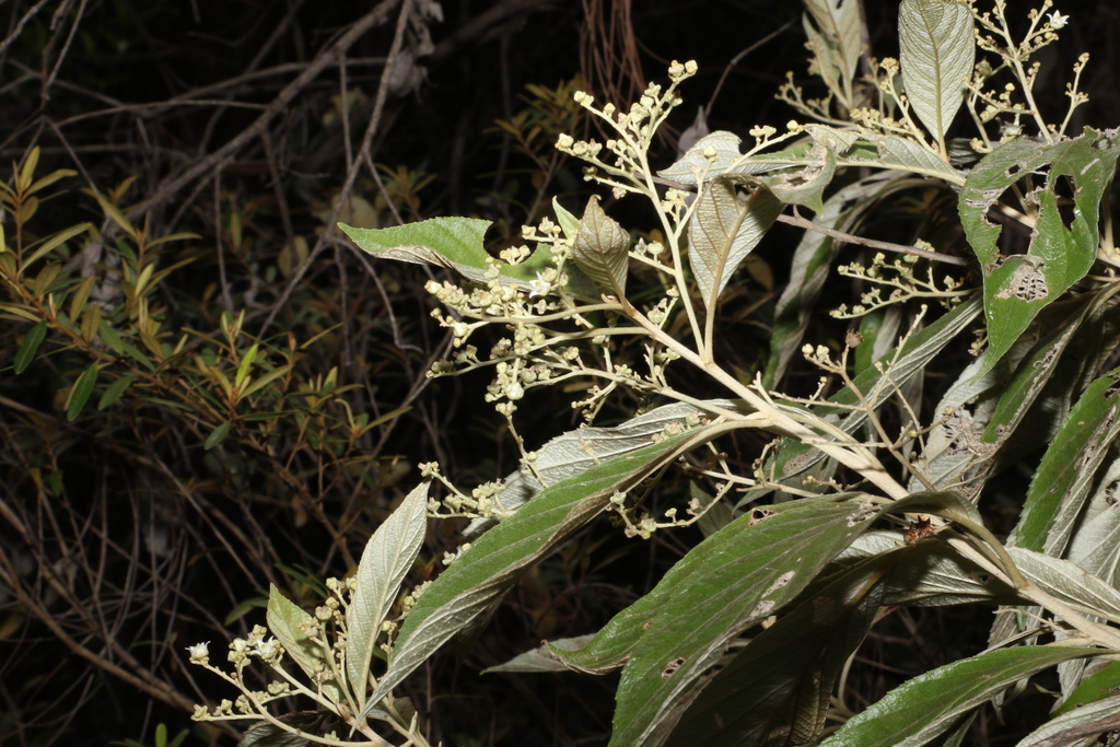 Argophyllum lejourdanii