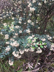 Pomaderris vacciniifolia