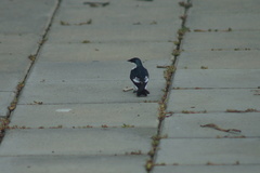 Tachycineta albiventer