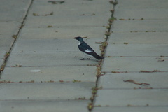 Tachycineta albiventer