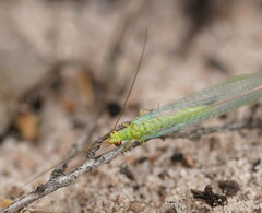 Plesiochrysa ramburi