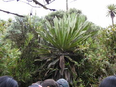 Espeletia