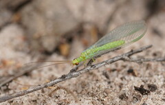 Plesiochrysa ramburi