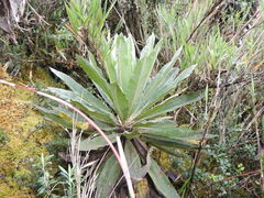 Espeletia