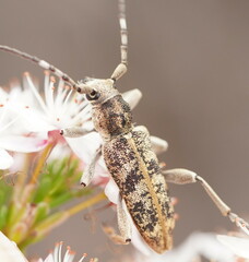 Pempsamacra dispersa