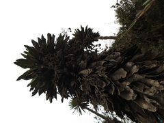 Espeletia