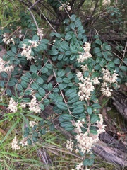 Pomaderris vacciniifolia