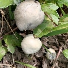 Panaeolus cyanescens