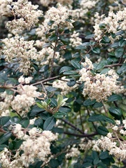 Pomaderris vacciniifolia