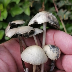 Panaeolus cyanescens