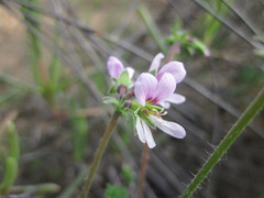 Pelargonium hirtum