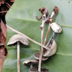 Panaeolus cyanescens