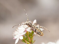 Pempsamacra dispersa