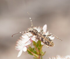 Pempsamacra dispersa