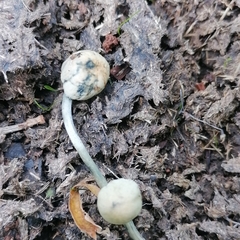 Panaeolus cyanescens