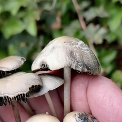 Panaeolus cyanescens