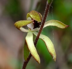 Caladenia transitoria