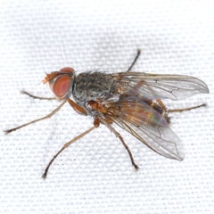 Tachininae