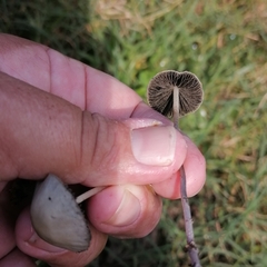Panaeolus cyanescens