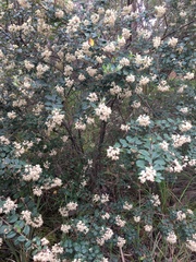 Pomaderris vacciniifolia