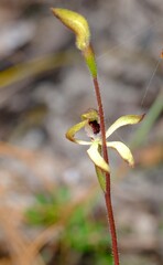 Caladenia transitoria