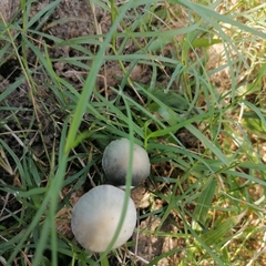 Panaeolus cyanescens