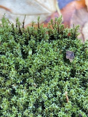Ptychostomum pseudotriquetrum
