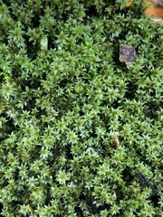 Ptychostomum pseudotriquetrum