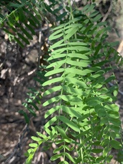 Prosopis