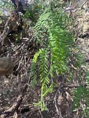 Prosopis