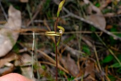 Caladenia transitoria