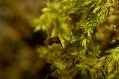 Brachytheciastrum velutinum