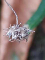 Phyteuma scheuchzeri