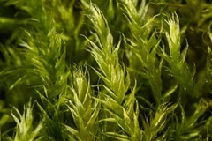 Brachytheciastrum velutinum