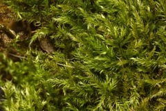 Brachytheciastrum velutinum