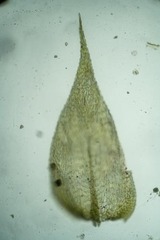 Brachytheciastrum velutinum