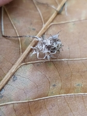 Phyteuma scheuchzeri