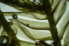 Brachytheciastrum velutinum
